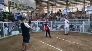 2025 Sabayan 8 stag elims 1st fight (Gilmore x Possum) - Win