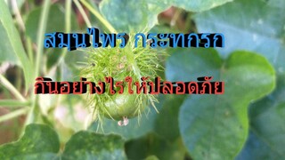 กระทกรก ใช้รักษาโรคอะไรได้บ้าง และการนำมากินใช้ให้ปลอดภัย