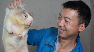 Huanong Brothers: Move all the bamboo rats from your brothers' house to our new farm, as well as the