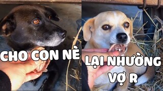 Chó Cỏ Mèo Ta thì sao, vẫn khôn ngoan như chó nhà người ta mà 😘 | Pets TV