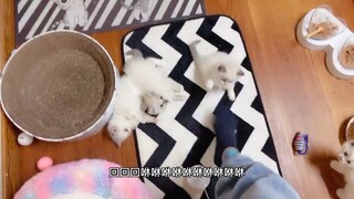 【布偶喵】我被一群小奶猫欺负啦，它们很喜欢我的jiojio