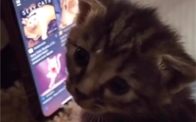 Kucing kecil tidak boleh dilihat