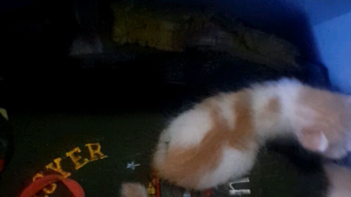 sunggu malang anak kucing???