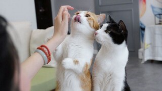 Animal|Tips for Raising Cats