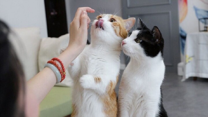 Động vật|Tip nhỏ nuôi mèo.