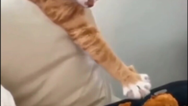 Cat: I was just stretching my claws—this fried chicken just followed me on its own!