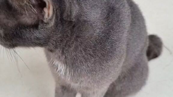 แมวๆ