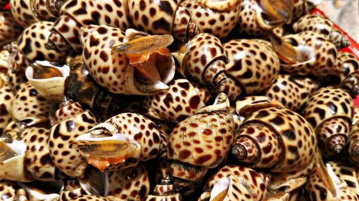 RARE FOOD ! SEA 'TIGER' YUMMY AND CHEWY - SEAFOOD Clam - SCALLOPS - INDONESIAN EXTREME FOOD