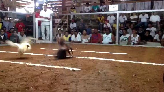 Fought 11 1/2 months old stag @ Bmeg Cock Derby