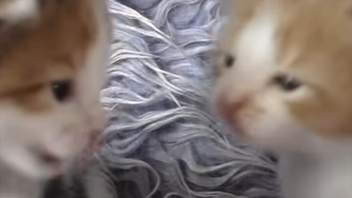 Hai chú mèo ngày xưa âu yếm nhau