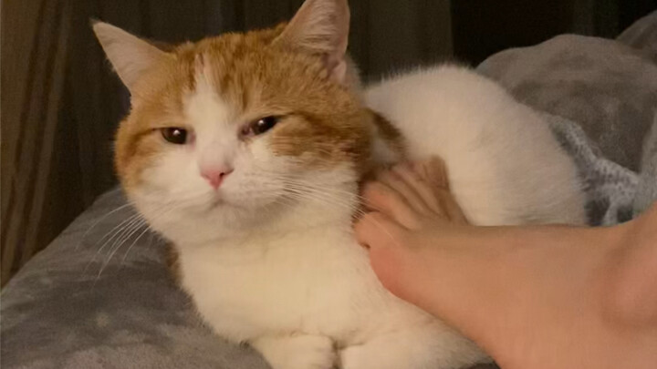 When You Try to Tease the Cat With Your Foot