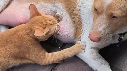 แมวกลับดื่มนมสุนัขได้