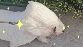 Anak anjing berubah menjadi kok bulu tangkis