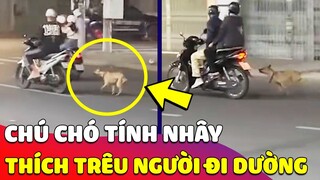 Bật cười với 'CẬU VÀNG' tính nhây 'THÍCH TRÊU' người đi đường 😅 Gâu Đần