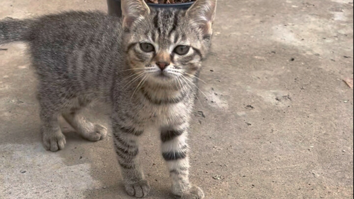 Sangat pemalu