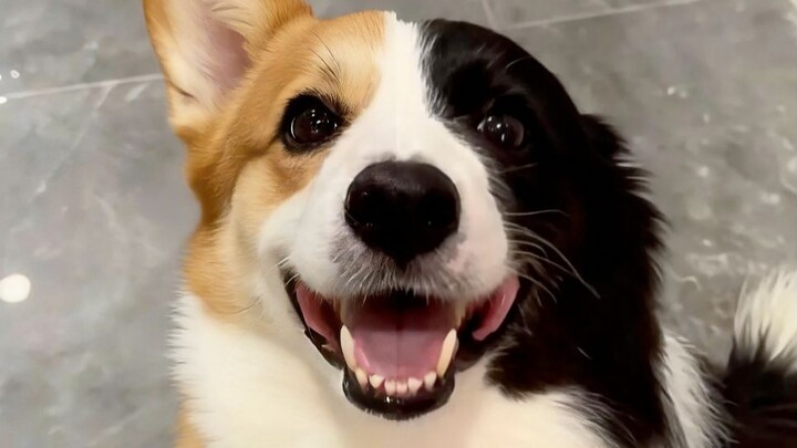 Pause Challenge⏸ | Don’t laugh—trying to capture a whole Shiba Inu in one shot is pretty tough too!