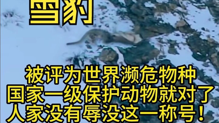 No wonder there are so few snow leopards, eating a meal could cost them their lives!!!