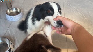 The Border Collie and the Husky started fighting. In order to make them reconcile, they were forced 