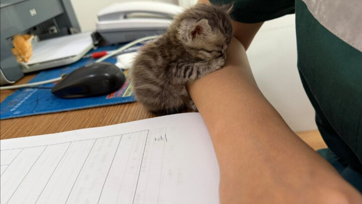 Thì ra ở đâu cũng có thể chợp mắt một chút, nên mới gọi là mèo mà