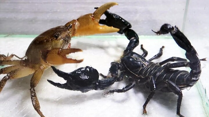 螃蟹：刚刚没水揍我，蝎子：蟹兄，误会了，放小弟一马。