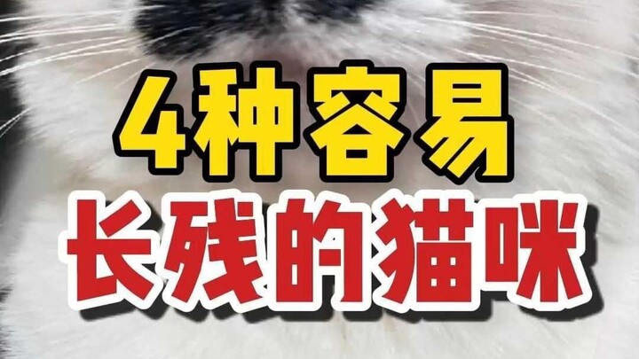 4 cat breeds most prone to deformities—does your cat belong to one of them?