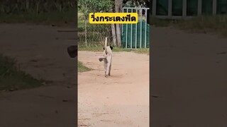 *ดูรวมคลิปเต็มกดลิงค์ข้างบน* วิ่งกระเตงฟัด #funny #reels #รวมคลิปตลก #awesome