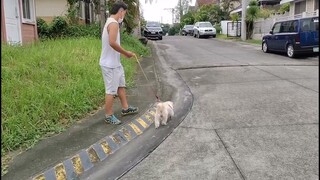 Morning walk with my Shihtzu