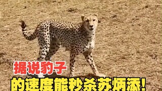 It's said that a leopard can accelerate to over 100 km/h in just 3 seconds! Let's see if it's true!