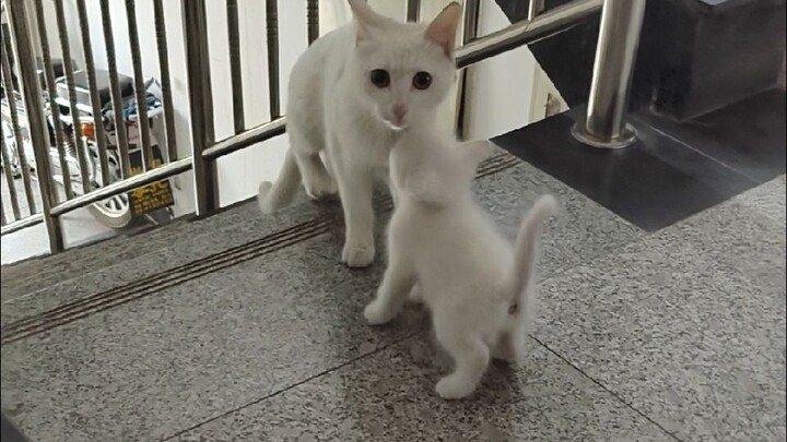 Mama kucing datang berkunjung untuk menemui bayi-bayinya!