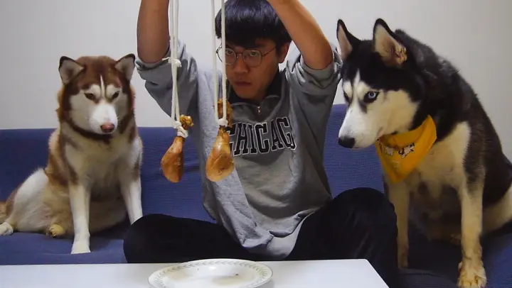 [Animals]Trying to distribute 2 chicken drumsticks to 3 Huskies