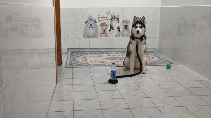 Can a husky be tethered to a bottle of water?