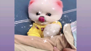 รวมคลิปสุนัขตัวจิ๋ว Ep 14