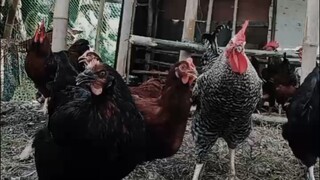 Farm life with heritage chicken