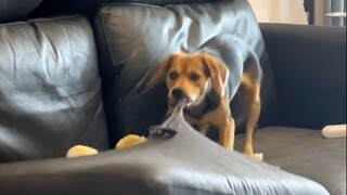 جائزة الكلاب ذات "النوايا السيئة"