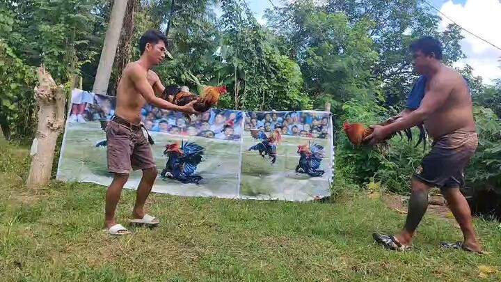 Napalaban stag na sweater he he manok ko galing conquestor gf davao