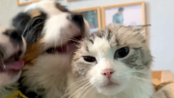 Anak Anjing Bernese Mountain Dog Makan Vlog Telinga Kucing