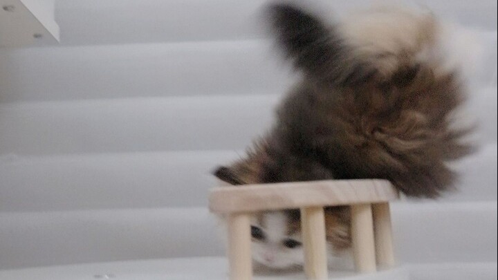 Kecerdasan seperti ini bisa tumbuh dengan baik saja sudah merupakan keajaiban.