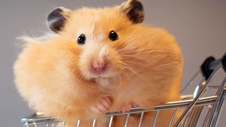 Hamster IQ Showcase: The Source of My Joy