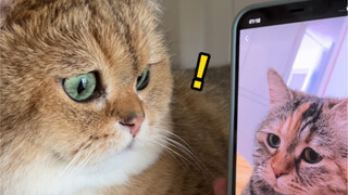 When the mouth is for the kitten, see the wronged cat