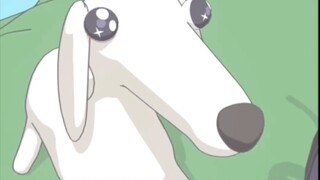 “咩咩肚爱佛油”