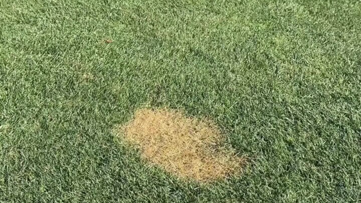 “The Grass Block Embodied on Earth”