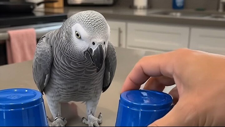 This bird realized he got scammed 😭 #parrot #birds