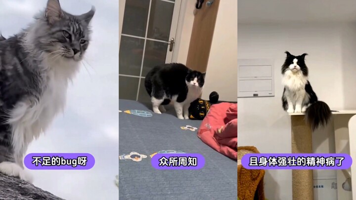 The super-ultimate super-bad cat has arrived: the Maine Coon!