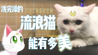 [Living with Cats] The stray cat Dabai takes his first bath - the beautiful cat in front comes out o