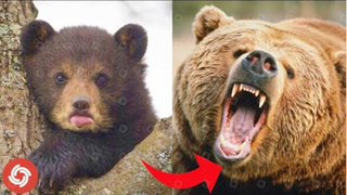 Animals Grow Up videos - Bear Growing Up