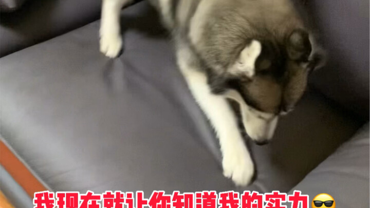 Let’s get a Husky—ones that can’t even scratch up the sofa.