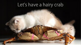 [Pecinta kucing] Mari makan kepiting besar untuk makan malam!