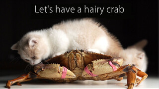 What About A Chinese Mitten Crab For Night Snack