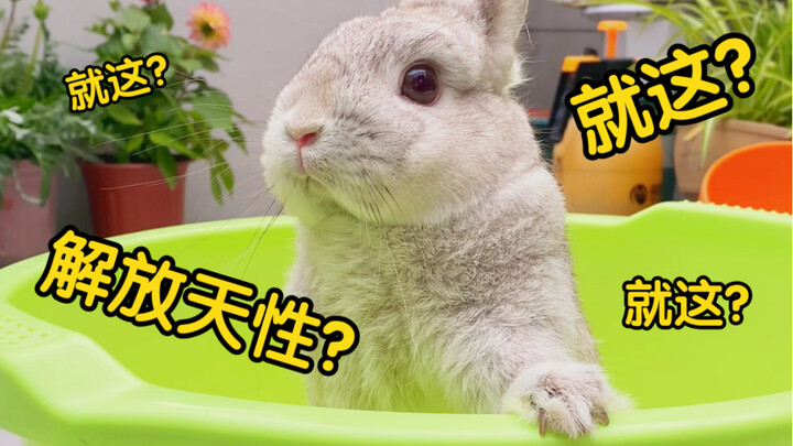 Bought 10 jin of sand for the bunny to play with—but it actually turned out to be a no-go?
