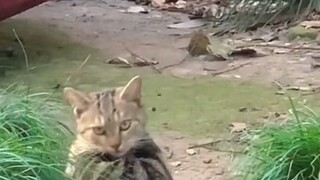 猫猫吃西瓜